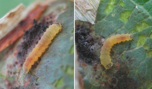 Callisto denticulella